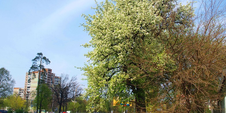 Груша цветет в городе