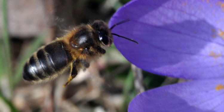 Европейская темная пчела ( Среднерусская, Немецкая черная (темная), Apis mellifera mellifera ) во время медосбора